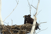 Another View of Eagle Young