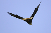 Bald Eagle V Flight