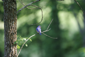 Eastern Bluebird