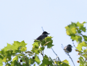 Eastern Kingbird