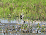 Eastern Kingbird Courtship