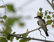 Eastern Kingbird with Food