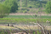 Eastern Kingbird Kingdom