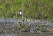 Eastern Kingbird Feet First