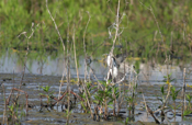 Eastern Kingbird Grabbing Material