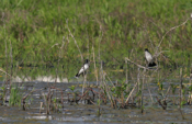 Eastern Kingbirds Front View