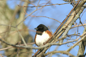 Splendid Eastern Towhee