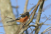 Male Eastern Towhee