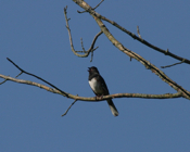 Eastern Towhee Calling
