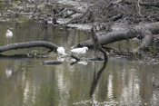 Snowy Egret and Ibis Trio