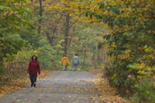 Fall Scene Big Woods
