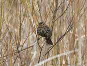 Female Red Winged Blackbird