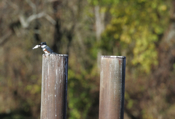 Belted Kingfisher Mouthful