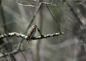 Rear View Female Purple Finch 