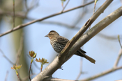 Red-winged Blackbird "Female"