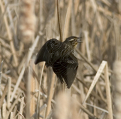 Red Winged Blackbird Female