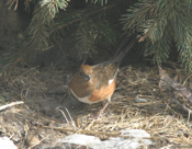 Female Eastern Towhee