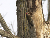 Northern Flicker Female