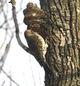 Northern Flicker Nest Cavity
