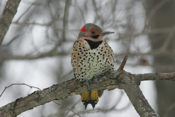Striking Northern Flicker