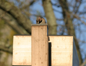 Northern Flicker "Drumming"