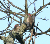 Northern Flicker "Interaction"