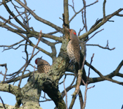 Northern Flicker "Tango"