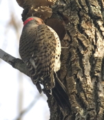 Northern Flicker View