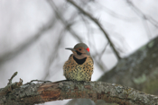 Male Northern Flicker