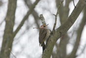 Yellowshaft Northern Flicker