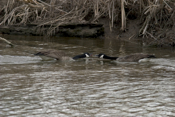 Canada Geese Face-Off