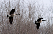 In-Flight Canada Geese