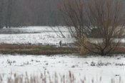 Blue Heron/Gilmore Ponds Habitat