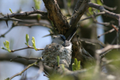 Gnatcatcher Building Nest
