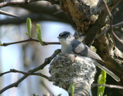Gnatcatcher On Nest