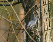 "Ventral View" Blue-gray Gnatcatcher