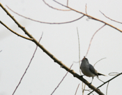 "Eyering" Blue-gray Gnatcatcher