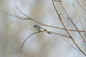 "Sideview" Blue-gray Gnatcatcher