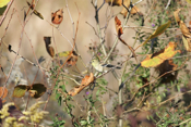 Fall Scene American Goldfinch