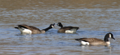 Canada Geese Discourse