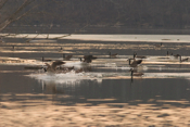 Canada Geese Landing
