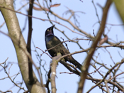 Common Grackle