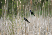 Male Grackles Jousting
