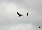 Common Grackle Pursuit