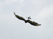 Grackle Attack