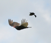 Aerial Combat