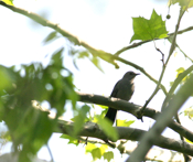 Gray Catbird