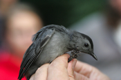 Pre-release Gray Catbird