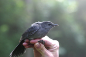 Profile Gray Catbird