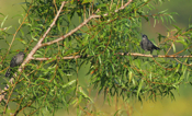 Elusive Gray Catbirds